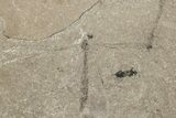 Detailed Fossil Spider & Crane Fly - Green River Formation, Utah #242799-2